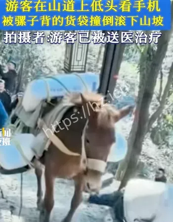 游客被骡子撞